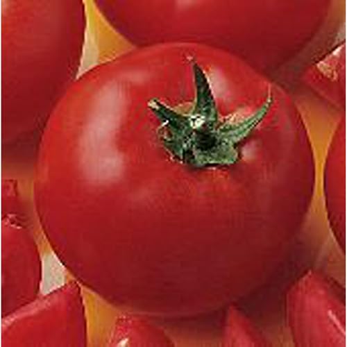 Bush Early Girl II Tomato Seeds (45 Seeds) Seeds for Planting Farm Growing in Garden Greenhouse Vegetable Fruit