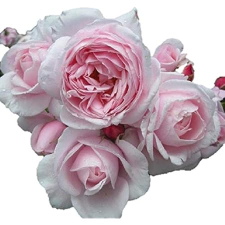 Amazon Co Jp バラ苗 ナエマ 国産新苗4号鉢 四季咲き ピンク系 つるバラ Cl フレンチローズ デルバール ホーム キッチン