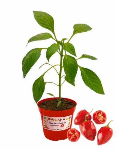 P. Piantine da Orto | Peperoncino Habanero Rosso, Pianta in Vaso Diametro 14 cm, Pianta Pronta per il Trapianto, Pianta Vera, Frutta da Mangiare, Vivaio Italiano
