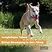 Martin Rütter Hundeball „Moby“ Blau – Hundespielzeug aus 100% Naturmaterial, springt unvorhersehbar und fördert Spiel, Bewegung & Auslastung