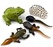 Gemini&Genius Life Cycle of Frog Figurines, Bulk Insect Growth Diary Action Figures, Super Fun for Learning Gifts, Party Favors, Treasure Box Prizes, Goodie Bag Fillers, Family Fun