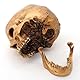 Cranstein Scientific Menschlicher Schädel mit Unterkiefer | Totenkopf | Deko (Farbe Gold)