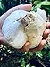 Fresh Elephant Garlic 2 Huge Bulbs Organic Seeds Elephant for Planting, Eating and Growing Your own Garlic. greatTasting .Sold by Effective Trade