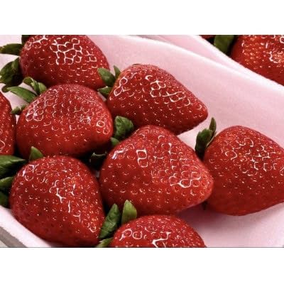 甘さ際立ついちご とちあいか 2パック