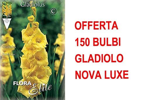 OFFERTA 150 BULBI PRIMAVERILI DI GLADIOLO A FIORI GRANDI NOVA LUX BULBO BULBES BULBS