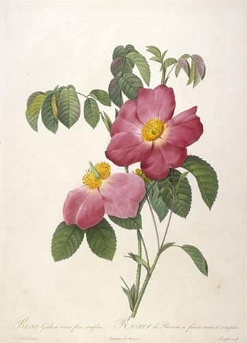 Impresión de carteles Rosier De Provins de 60x90cm, el encanto botánico de Pierre Redouté