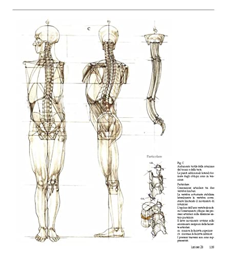 Struttura Uomo In Movimento. Manuale Di Anatomia Artistica - 17
