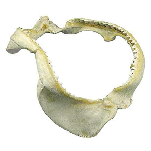 Naturosphère - Mer et Coquillages C35 - Mâchoire de Requin de récif - Taille 16 à 20 cm – vue 3