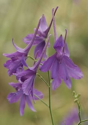 larkspur, Delphinium Consolida, 150 semi! Groco