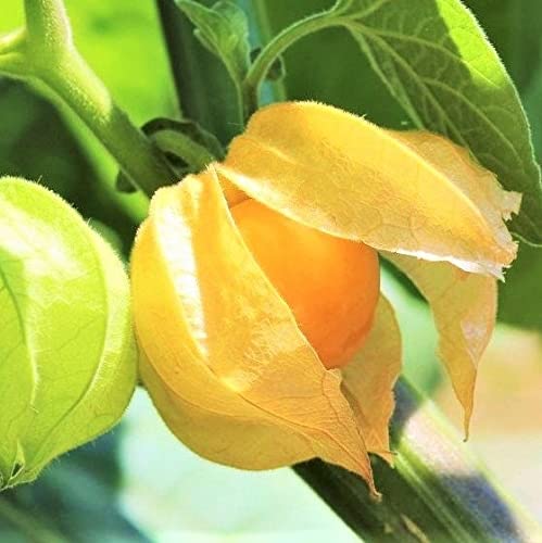 Tomorrowseeds - Strawberry Ground Cherry Seeds - 100+ Count Packet - For 2023 Physalis Pruinosa Groundcherry Berry Cape Gooseberry #TOP24