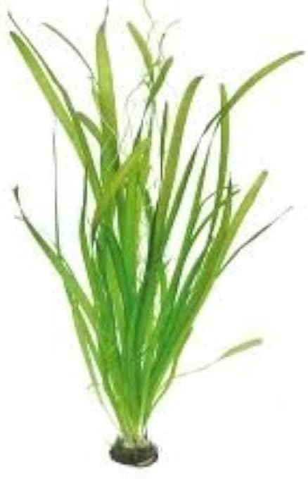 Vallisneria Aquarium Live Plants, (8-10 Count) Beginner's Aquarium Plant, Easy to Grow, Ideal for All Fishes. Perfect Developed Root System. Aquarium Decor for Natural Aquarium Ecosystem.