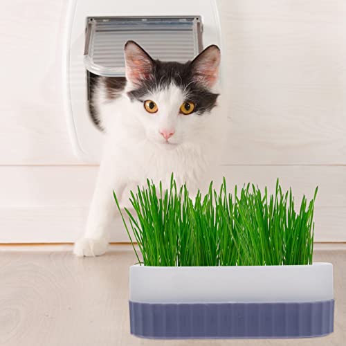 jojofuny Bandeja Para Plantador De Grama De Gato De Plástico Caixa De Grama Catnip Para Gatos Caixa
