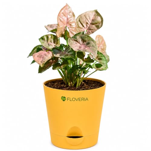 Image of Syngonium Pink Plant Live with Pot | Indoor Plants for Home | Live Plants with Pots | Indoor Plants with Pots for Home | Office Desk Decorative Items | Low Maintenance Air Purifying