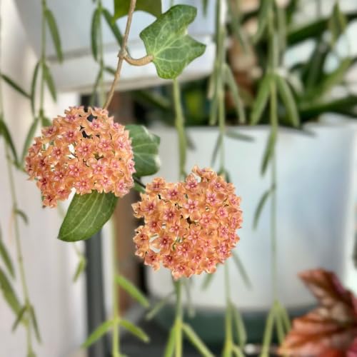Hoya, plantas de interior y balcón ideales para crear un oasis verde entre rocas de jardín 3