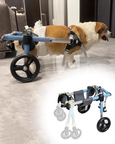 Fauteuil roulant pour chien pour de longues balades en forêt malgré le handicap