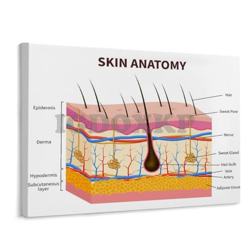 IDIDOS Skin Anatomy Vertical Analysis Poster Dermatology Hospital Decoration Poster Wall Art Canvas Print Picture Office Room Art Poster Unframe-style 10x8inch(25x20cm)