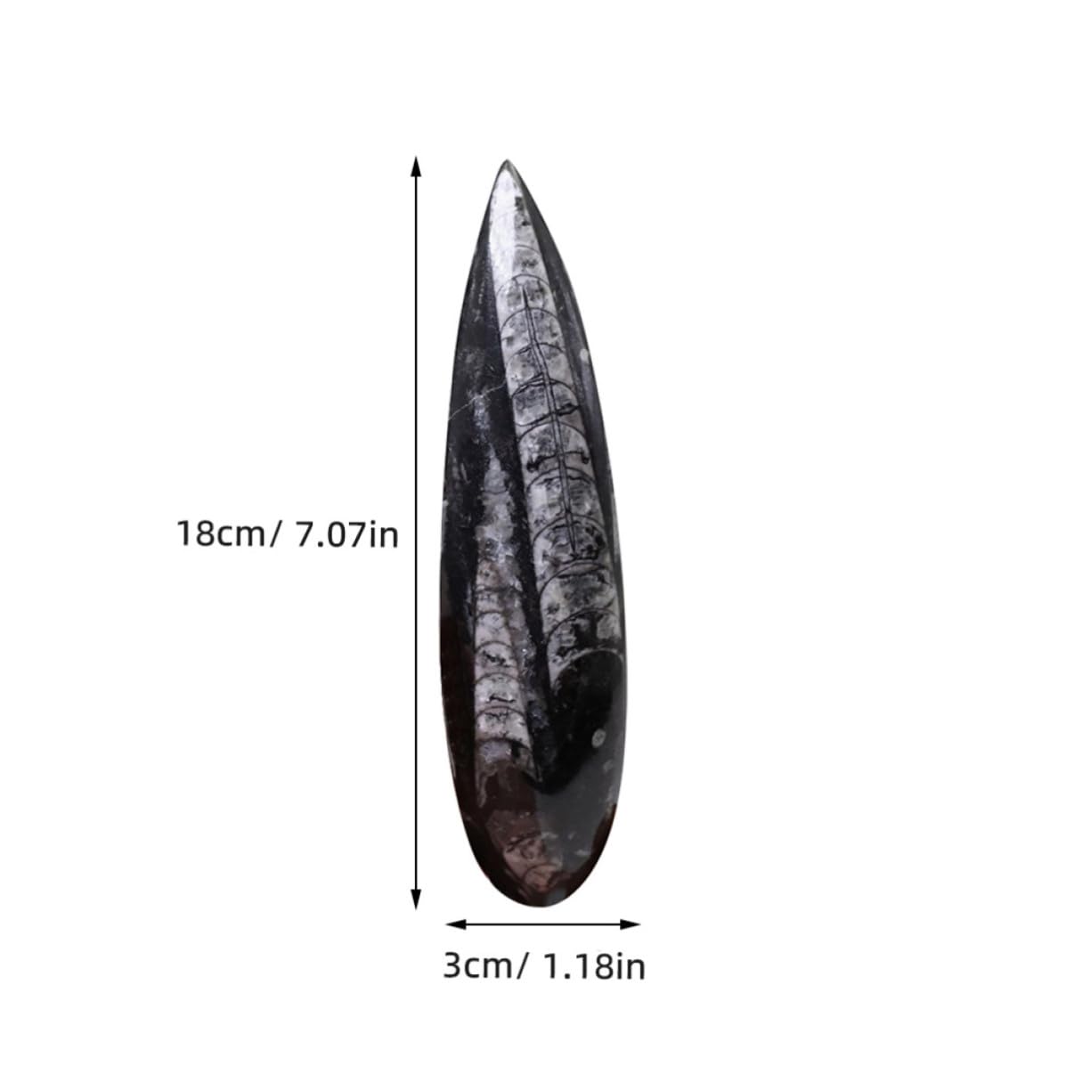 Campione Fossile Orthoceras Autentico in Minerale Nero per Scopi Educativi Decorazione per Laboratorio di Scienze e Arricchimento Didattico