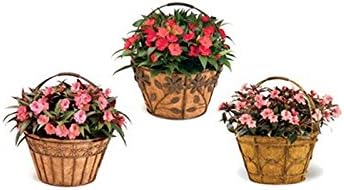 Deer Park 100534514 Basket Variety Pk 2 Flor Daisy Rbn Arch, White