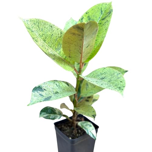 Ficus Shivereana Moonshine fully rooted plant