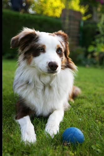 Australian shepherd notebook: gorgeous australian shepherd dog journal diary 6x 9 size