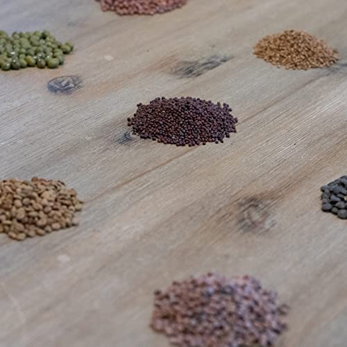 Green SEEDS - BIO Keimsorten Probierset Sprossen Samen & Microgreens zum selbst züchten - Saatgut 10er Probierpaket - Starter-Set für Sprossenglas & Kressesieb - Verpackt in nachhaltigem Graspapier