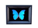 Real Framed Blue Morpho Butterfly Display Shadow Box