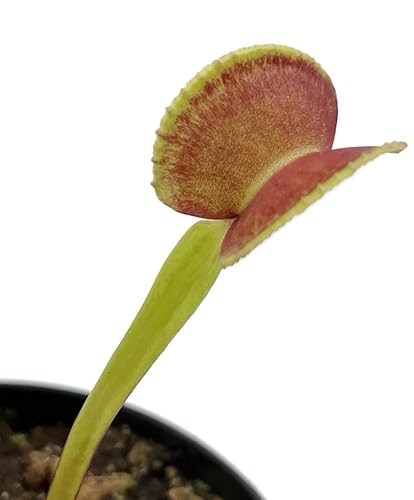 Fangblatt Dionaea muscipula 'Adentate' Venusfliegenfalle 9cm
