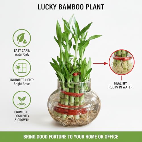 Image of Two layer lucky bamboo in Glass Pot | For Living Room or Office table | indoor plants for good luck and air purification