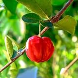 acerola - semillas de balcón con camas elevadas semillas de resistentes para jardines rocas columnar 15pcs