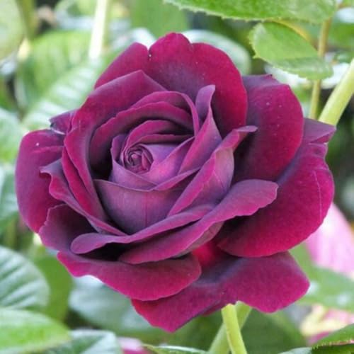 YOKEBOM Purple Climbing Rose Live Plant