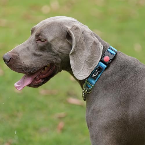 PETTOM Hundehalsband – Verstellbares, Reflektierendes Halsband mit Sicherheitsverschluss für Training, Atmungsaktives Nylon für Mittelgroße bis Große Hunde (Blau, S 37.5-43cm)