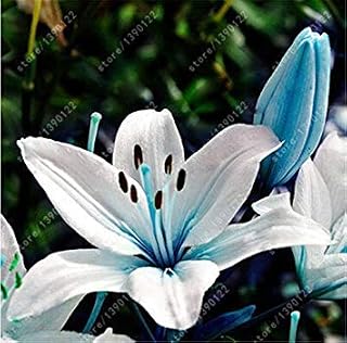 RIC Sale! 1 pcs Royal Bulbs Clematis (not semi Clematis) Beautiful Flower Bulbs Climbing Plant Perennial Bonsai Flowers in vase 6: Only Seeds