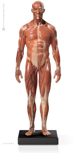 Male Anatomy Figure: V.3 - Superficial Muscle System