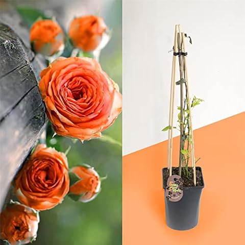 Blue Magic Design 1 Fragrant Outdoor Climbing Rose Bush in pot Flower Garden Plant Shrub - Orange Cover