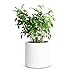 Mozing Ceramic Plant Pots Indoor - Garden Planter Pot - Modern Flower Pot with Drainage Hole for Home & Office DÃ©cor, 8x8 inch, White