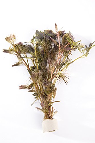 Mühlan Wasserpflanzen 15 Bunde Cabomba piauhyensis rote Haarnixe