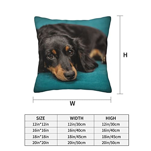Pillow Covers Cases Black Long-Haired Dachshund Dog,Double-Sided Pattern Square Pillow Covers Sofa Cushion Covers 18"X18" Inch For Living Room (2Pcs) #TOP4