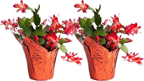 Costa Farms Christmas Cactus, 2-Pack, Fully Rooted Zygo, Live Indoor