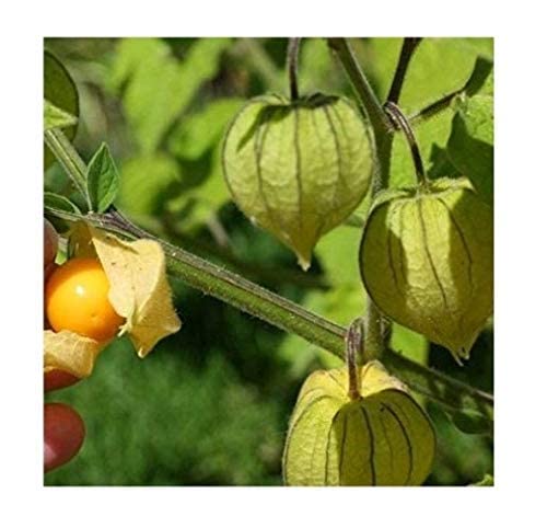 Golden Berry/Cape Gooseberry Fruit Outdoor Plant (B09TFJGJBM) Amazon Price History, Amazon Price Tracker