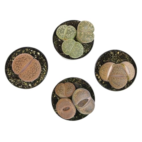 Altman Plants Giant Living Stones Succulents (4PK) XL Lithops Live