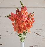 David's Garden Seeds Flower Snapdragon Chantilly Bronze 1984 (Multi) 50 Non-GMO, Hybrid Seeds