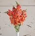 David's Garden Seeds Flower Snapdragon Chantilly Bronze D1984SNAP (Multi) 50 Hybrid Seeds