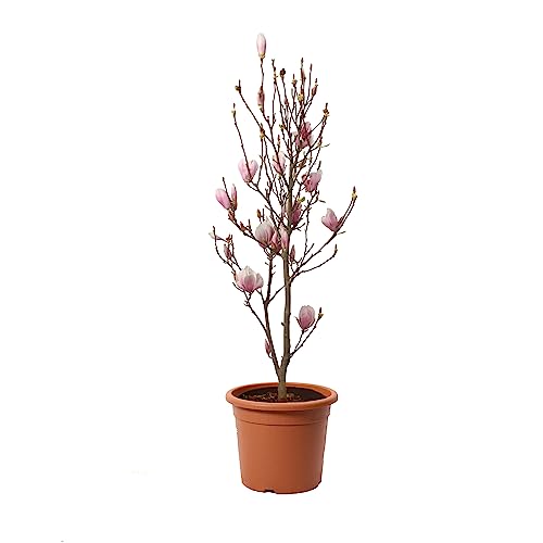 KENTIS - Magnolia x Soulangeana - Blühende Magnolie - Echte Pflanzen für Garten - Echte Balkon Pflanze - Heckenpflanze - H 60-80 cm Vaso Ø 24 cm