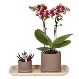 Plant in a Box