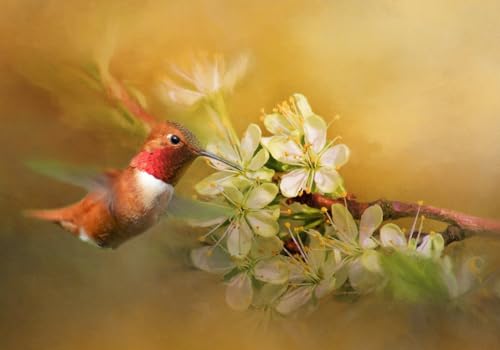 Quilt Central Studio Hummingbird at Lunch Fabric Panel, BHB-016, 20' X 14', Quality Quilting Cotton