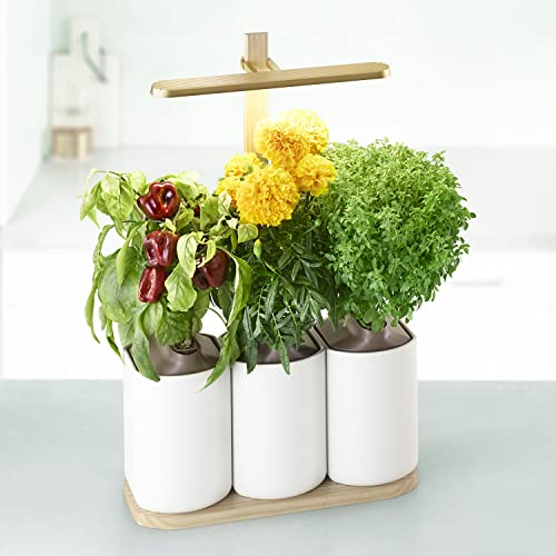 Prêt à Pousser Lilo Edition Smart Indoor Garden Lot de 5 capsules bio pour jardin d'intérieur Aztèque/Citron Basilic Laitue Batavia/Basilic Moutarde Cover