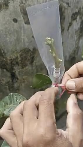 Grafting Cover Size- 2 x 10 inch Nursery, Garden and Outdoor Plants, Pack of 100