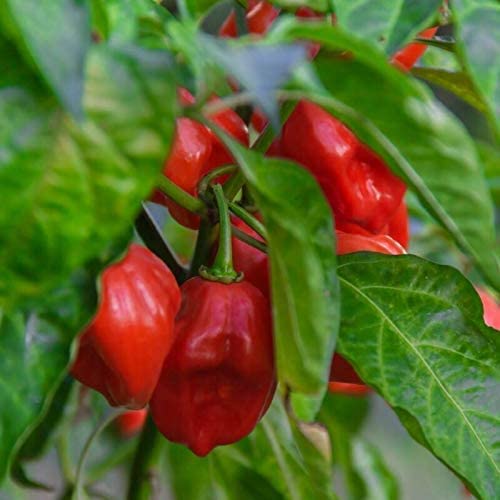 VibeX Seeds of Hot Pepper Habanero Red-300 Seeds (B0B9Y38MC9) Amazon Price History, Amazon Price Tracker