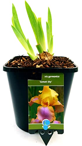 Se sei interessato ad altre nostre offerte digita: www.amazon.it/powerstoflowers