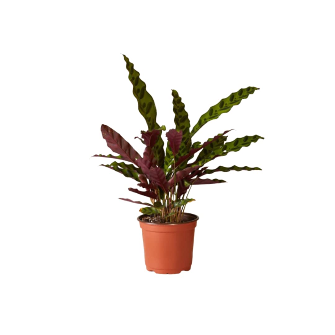Ashokavanam Calathea Rattlesnake Plant (Goeppertia insignis) (B0C1ZLCG6K) Amazon Price History, Amazon Price Tracker